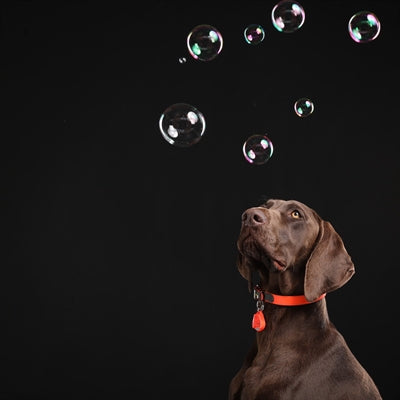 Tickless Teek och VLO -försvar för hund- och kattfluorescerande orange