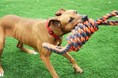 Felices nueces de mascotas para nudos bobina extrema 8 forma remolcadora gris naranja