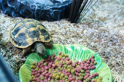 Feliz plato de comida para mascotas hoja verde verde