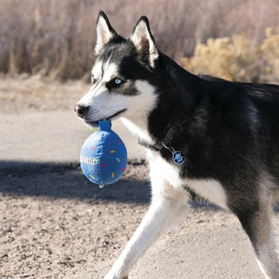 Kongovy příležitosti narozeniny balón modrá