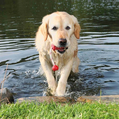 Trixie Dog Activity Mot-Fun Aqua Toy Floating Red Assorti