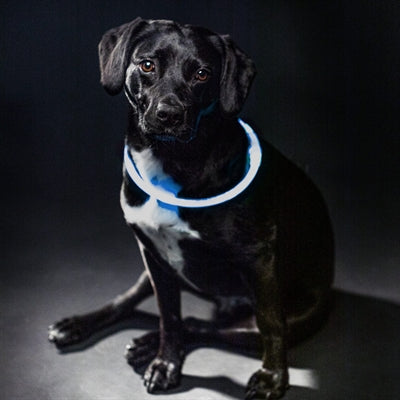 Unmarked sans marque trixie luminous collar usb flash light rechargeable tpu blue