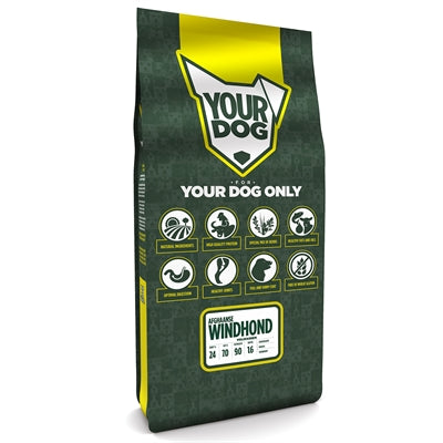 Yourdog afghanischer Windhund reifer