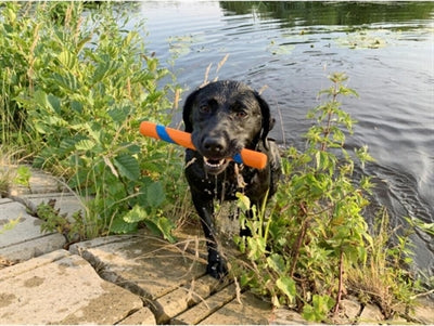 Chuckit Ultra fetch stick