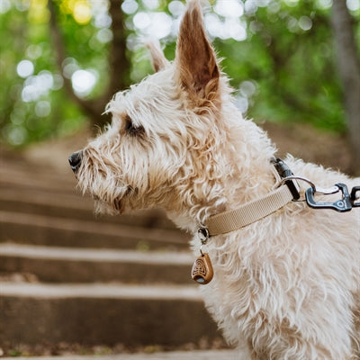 Eco Tecked Eco Teek et Vlo Defence pour chien et chat brun