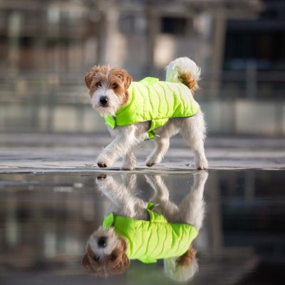 Croci dog coat padded eco leaves recycled yellow