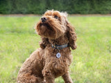 Fetch Tag Smart Petag Tag