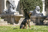 Chien de colso en cols de chien recyclé de chien en métal brun