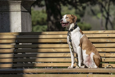 Morso Dog smycz recyklingowy pełny metalowy pies brązowy