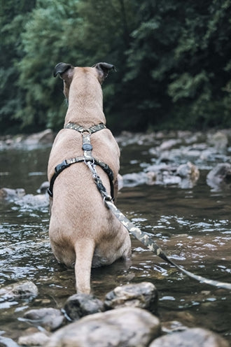 Morso Dog Harness H-Her genanvendt fuld metalhundbrun