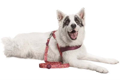 Morso Hond Léngt recycléiert rosa denken rosa
