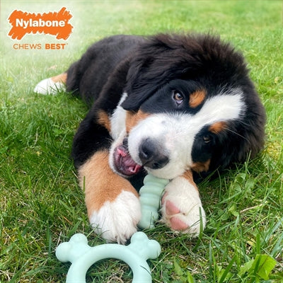 Nylabone Puppy tactile ring kipsmaak