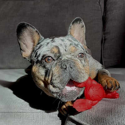 Nylabone extreme chew lobster filet mignon flavor