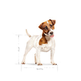 Royal Canin Mini Erwuessene