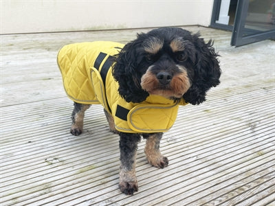 Happy Cap Dog Jacket gå Walk quiltad senap