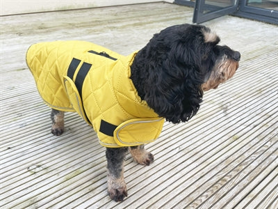 Feliz chaqueta para perros para mascotas caminar acolchado clásico Mosterd