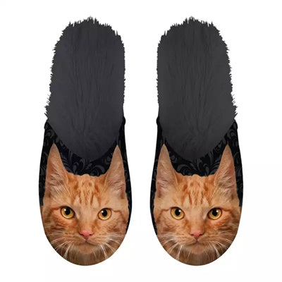 Slipper orange cat black