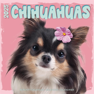 Calendrier Chihuahua Studio 2025