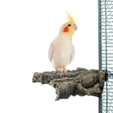 Back zoo nature corky chew