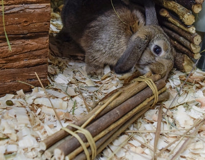 Naturen först pilpinnar