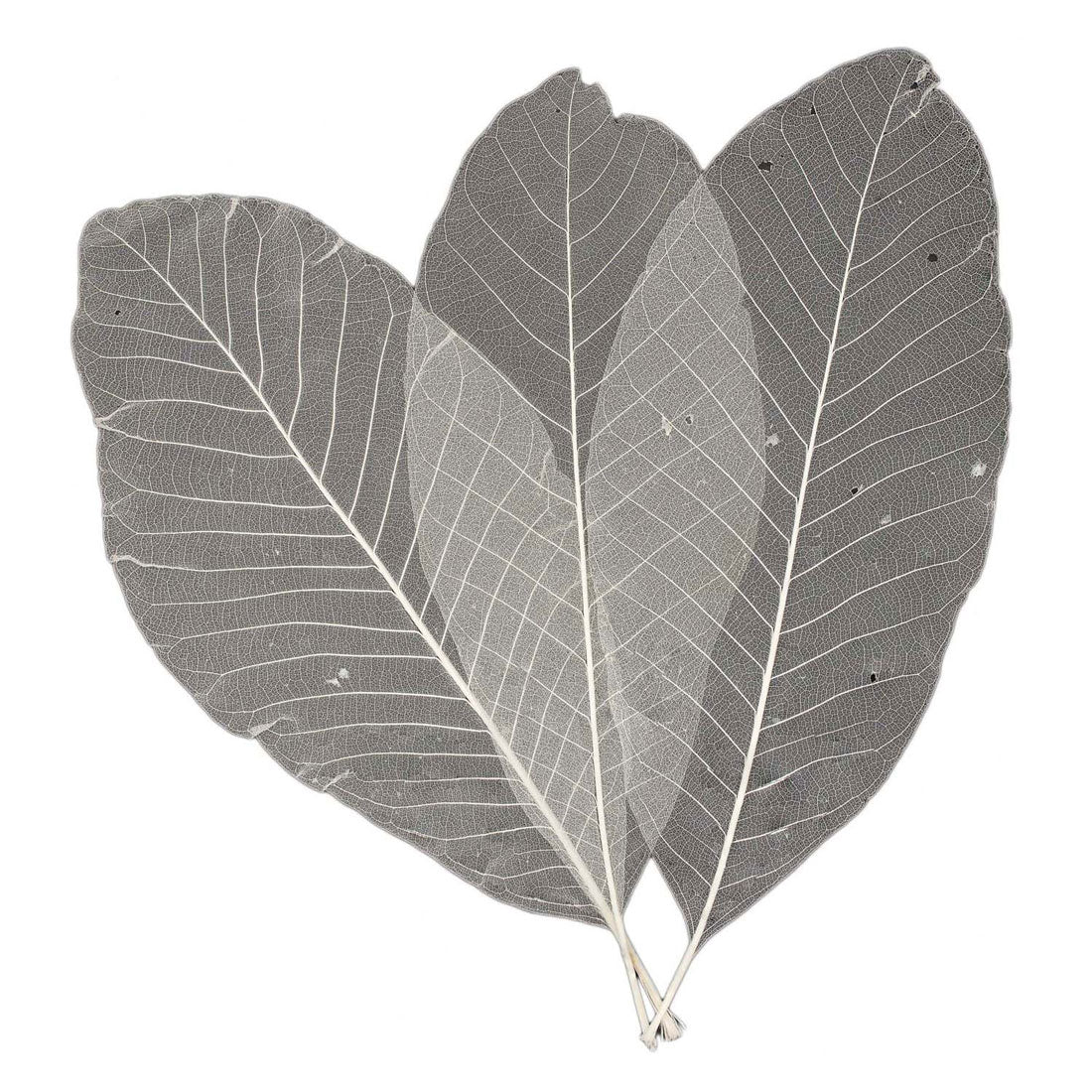 Long leaf skeletons, 24 pcs.