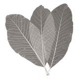 Long leaf skeletons, 24 pcs.