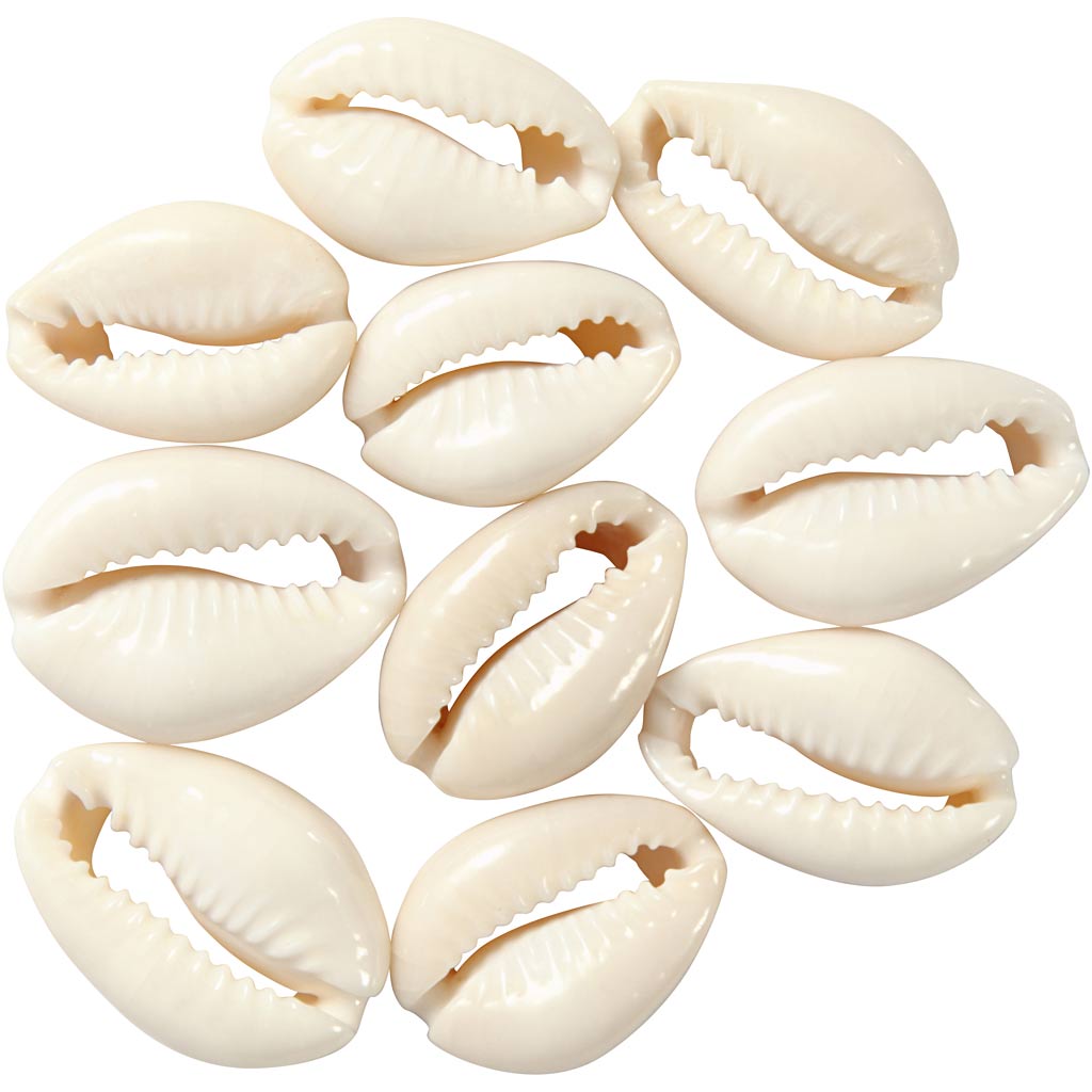 Creative company shells white, 12 pcs.