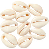 Creative company shells white, 12 pcs.