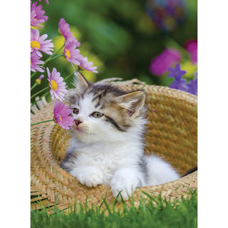 Quebra-cabeça Ravensburger gatos 2 x 500 peças
