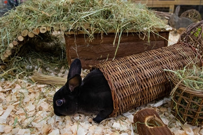 Happy Cap Willow Tunnel