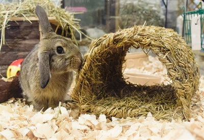 Túnel de hierba de mascota feliz