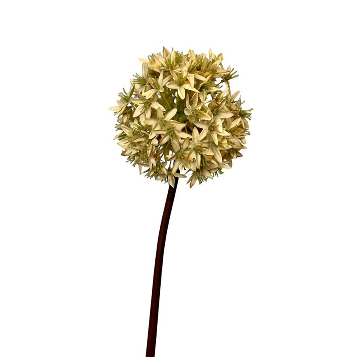 Roberts collection artificial flower allium bulb 60cm cream