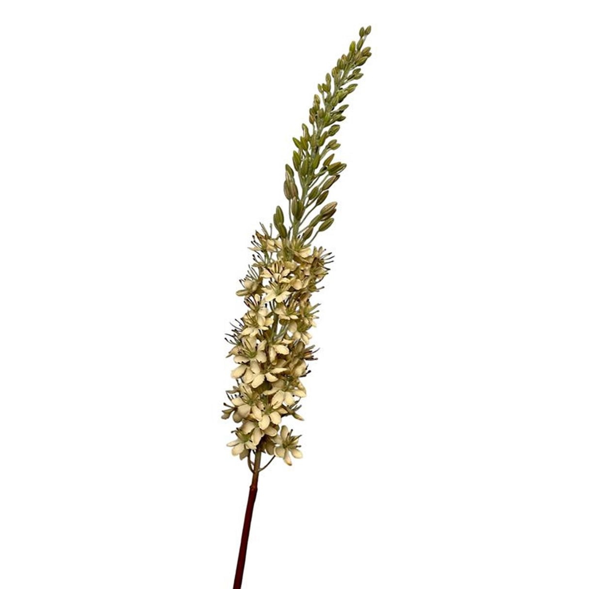 Roberts collection artificial flower eremurus 106cm cream