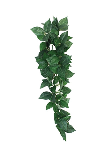 Komodo Sumatra hanging vine