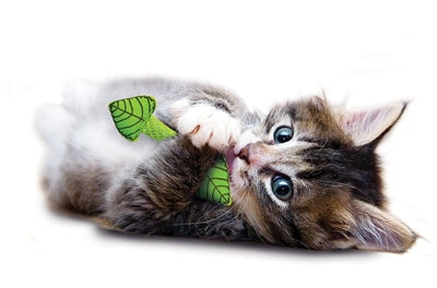 Petstagn frësch Atem Mint Stick