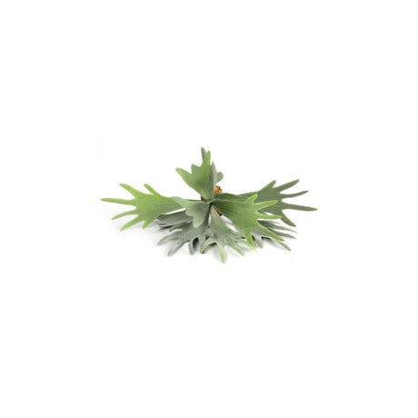 Countryfield kënschtlech Planz Platycerium gréng 10xh63.5cm