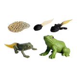 Cycplus Life Cycle Frog Play Figuras Figuras