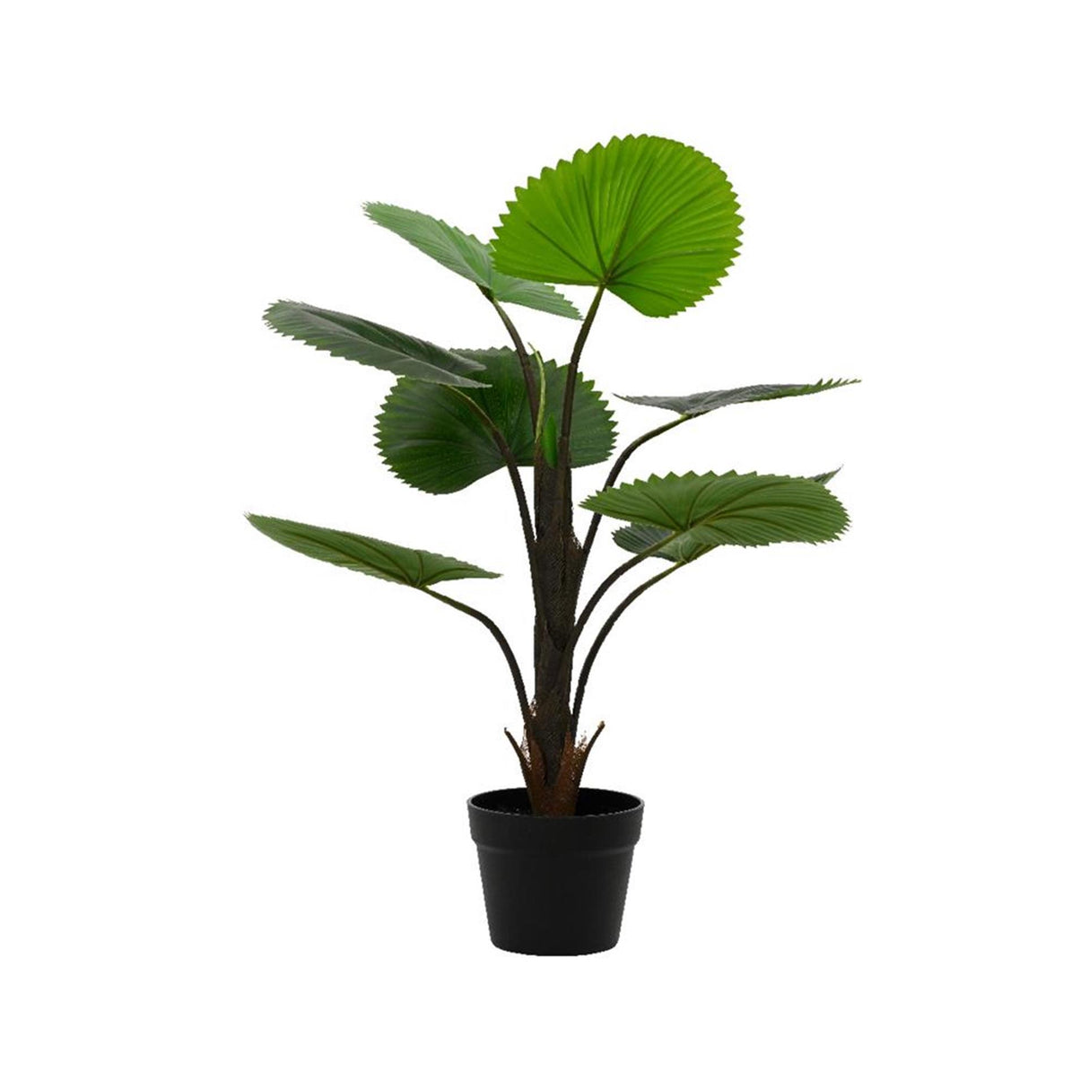 Decoris kënschtlech Planz licuala palm h75cm