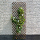 Nature Nature Latwerk 30x180 cm Natural Willows Brown