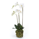 Emerald Emerald Art Plant Butterfly Orchidee 70 cm Weiß