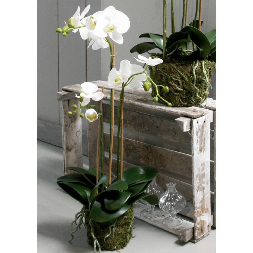 Emerald Emerald Art Plant Butterfly Orchid 70 cm hvid