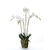 Emerald Emerald Art Plant Orchid med Moss White 90 cm 20.355