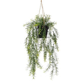 Emerald Emerald Art Plant Hanging in the Asparagus 50 cm pot