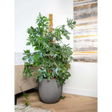 Capi Capi Planter Groove 35x34 cm anthracite -colored