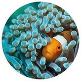 Wallart Wallart Wallow Circle Nemo Der Anemonfish 190 cm