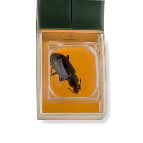 Carson Bugview Magnifying glass with one-hand insect catcher