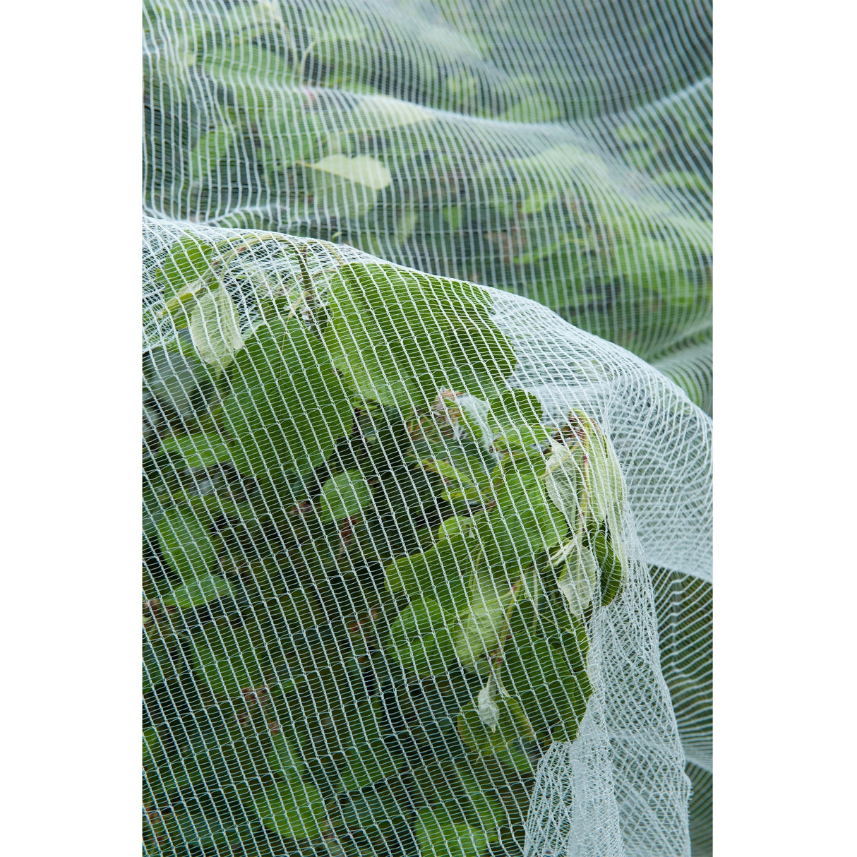 Nature insect screen, fine-mesh insect net (white transparent, 5.2 x 5 m)