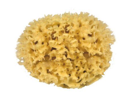 Croll Denecke Nature sponge for the body