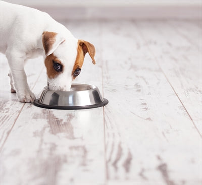 Happy Pet Feeding Bucket Anti -Slip Spaniel