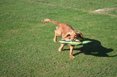 Happy Pet Gaudy Game Game Pheasant